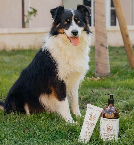 Shampoo Essencial DOG 1L