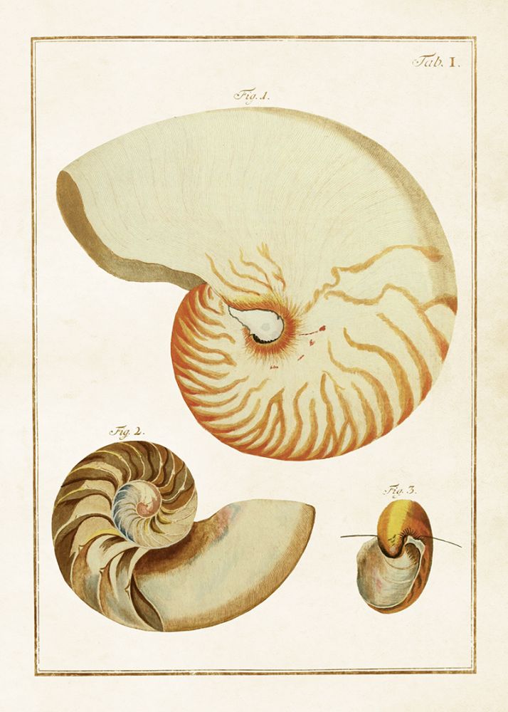 Poster 50x70cm