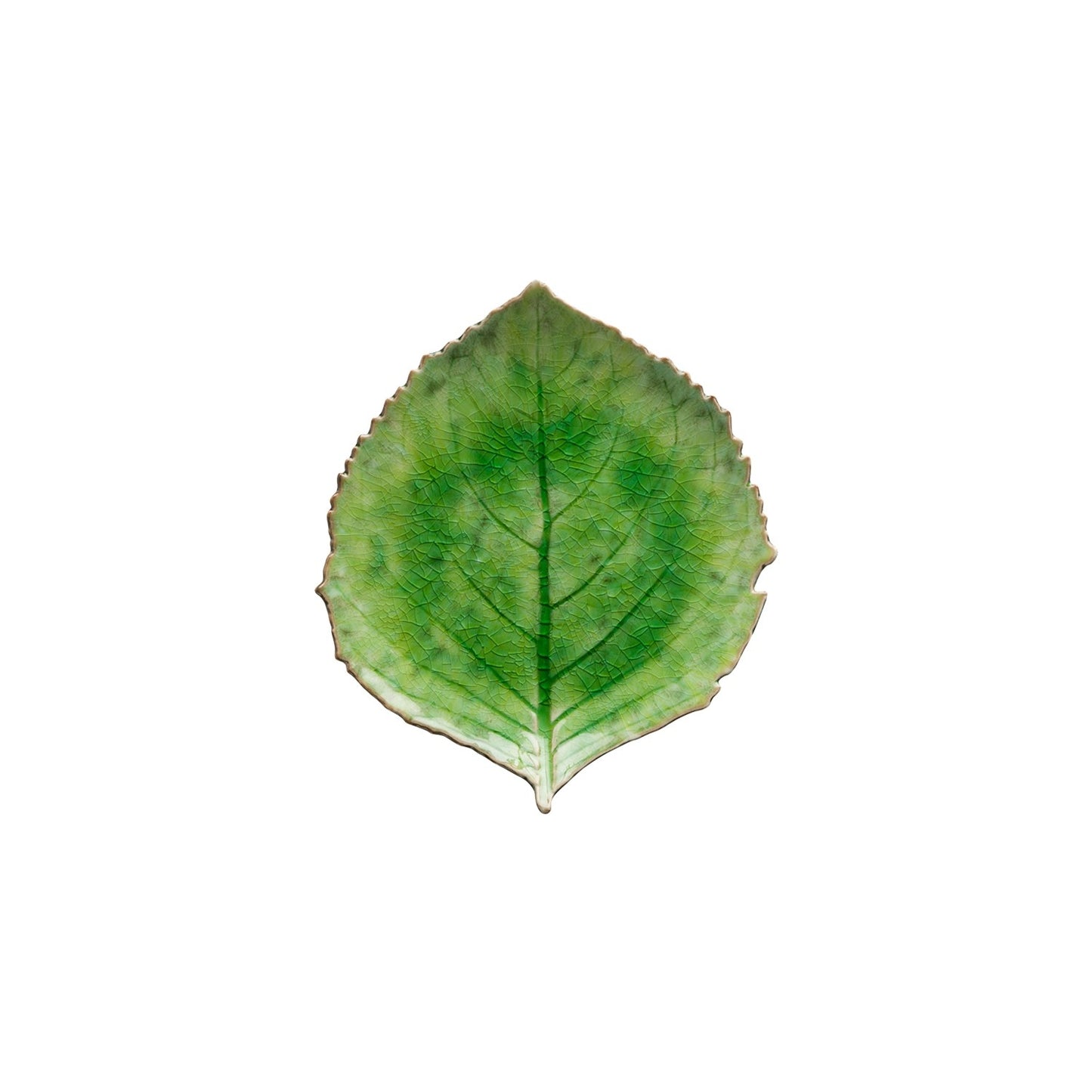 Folha Hortênsia RIVIERA